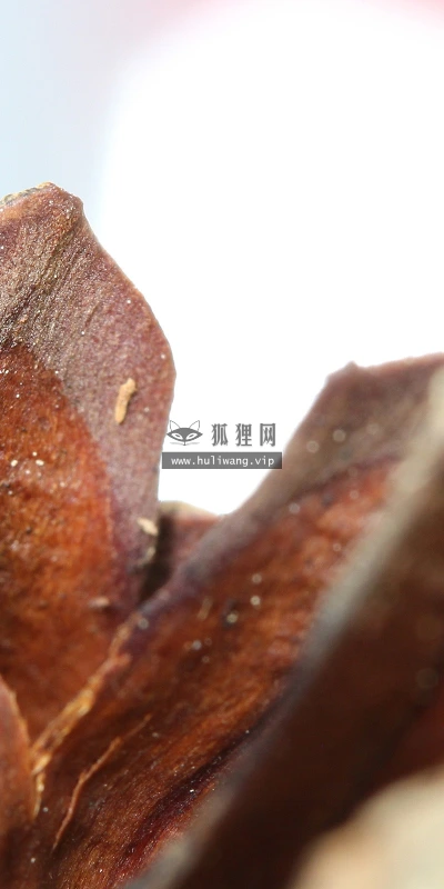 【24671】植物壁纸  2K 高清壁纸2560_1600@青蛙壁纸-笨猫小站