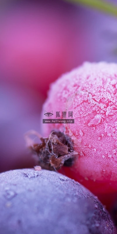 【24678】植物壁纸  2K 高清壁纸2560_1600@青蛙壁纸-笨猫小站