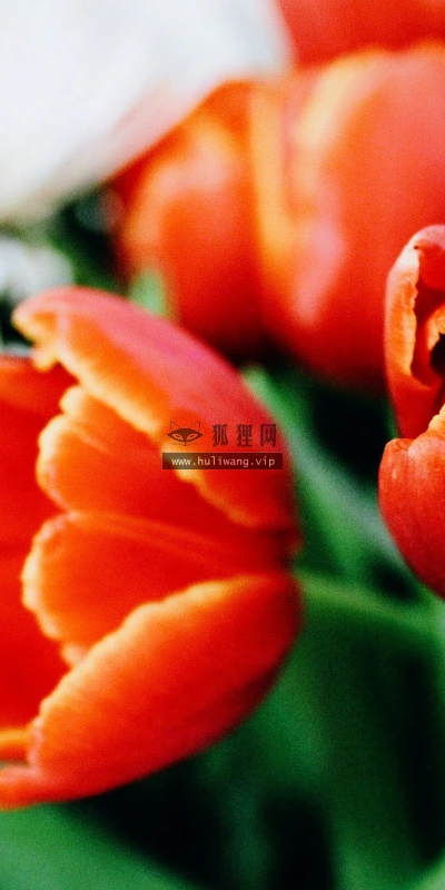 【24679】植物壁纸  2K 高清壁纸2560_1600@青蛙壁纸-笨猫小站