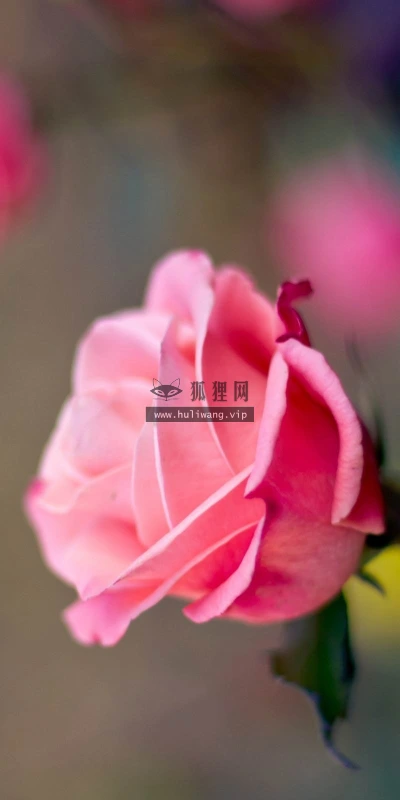【24680】植物壁纸  2K 高清壁纸2560_1600@青蛙壁纸-笨猫小站