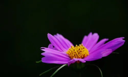 【24684】植物壁纸  2K 高清壁纸2560_1600@青蛙壁纸-笨猫小站