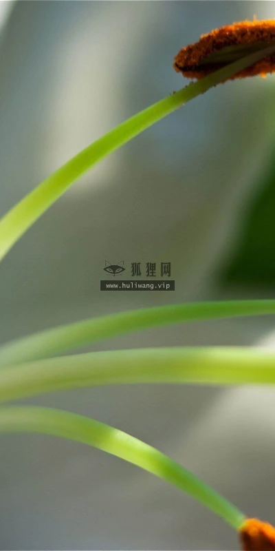 【24685】植物壁纸  2K 高清壁纸2560_1600@青蛙壁纸-笨猫小站