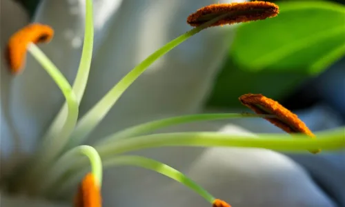 【24685】植物壁纸  2K 高清壁纸2560_1600@青蛙壁纸-笨猫小站