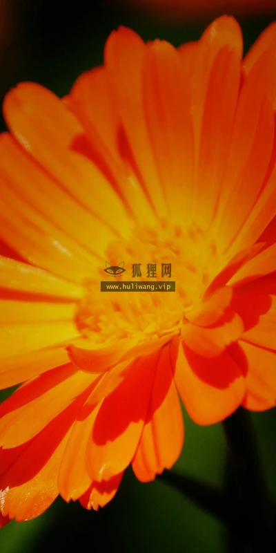 【24687】植物壁纸  2K 高清壁纸2560_1600@青蛙壁纸-笨猫小站