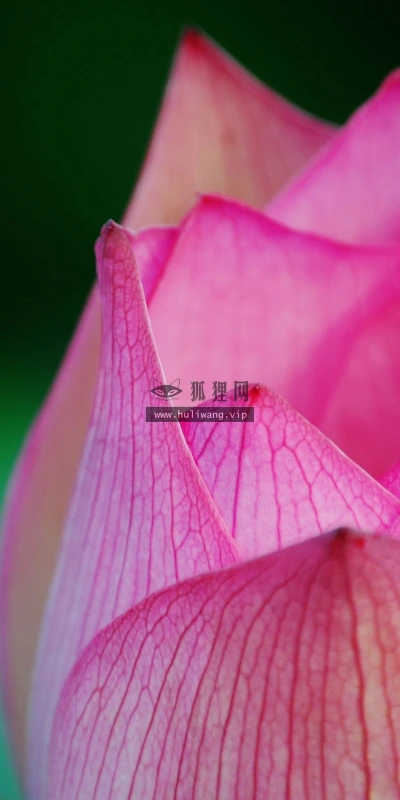 【24688】植物壁纸  2K 高清壁纸2560_1600@青蛙壁纸-笨猫小站
