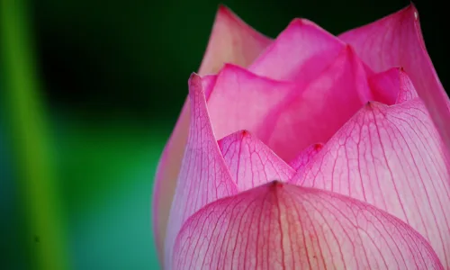 【24688】植物壁纸  2K 高清壁纸2560_1600@青蛙壁纸-笨猫小站