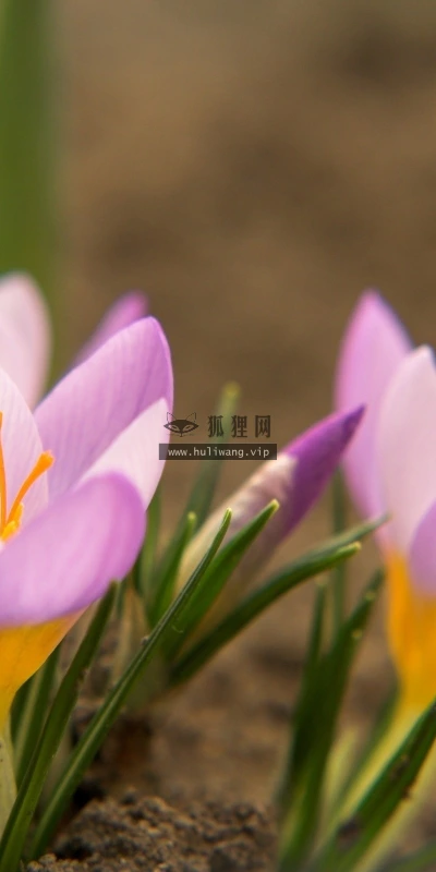 【24689】植物壁纸  2K 高清壁纸2560_1600@青蛙壁纸-笨猫小站
