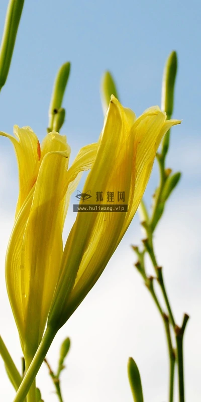 【24690】植物壁纸  2K 高清壁纸2560_1600@青蛙壁纸-笨猫小站