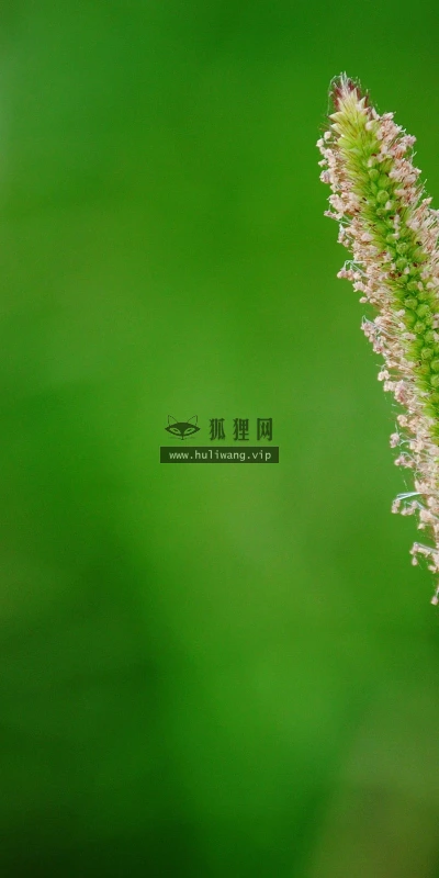 【24691】植物壁纸  2K 高清壁纸2560_1600@青蛙壁纸-笨猫小站