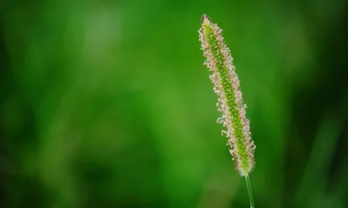 【24691】植物壁纸  2K 高清壁纸2560_1600@青蛙壁纸-笨猫小站