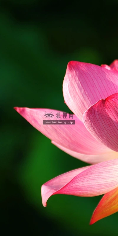 【24692】植物壁纸  2K 高清壁纸2560_1600@青蛙壁纸-笨猫小站