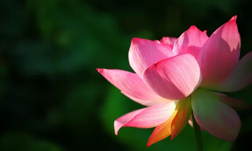 【24692】植物壁纸  2K 高清壁纸2560_1600@青蛙壁纸-笨猫小站