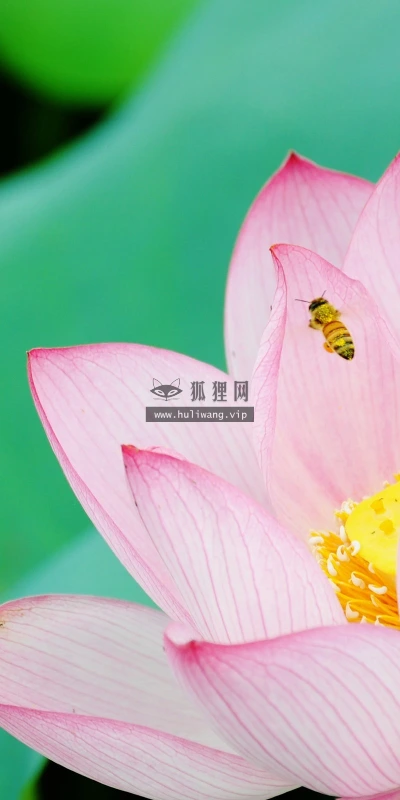 【24693】植物壁纸  2K 高清壁纸2560_1600@青蛙壁纸-笨猫小站