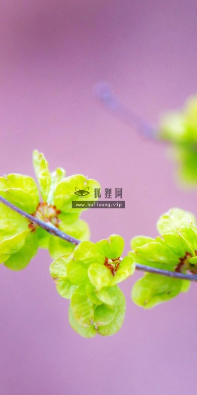 【24694】植物壁纸  2K 高清壁纸2560_1600@青蛙壁纸-笨猫小站