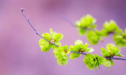 【24694】植物壁纸  2K 高清壁纸2560_1600@青蛙壁纸-笨猫小站