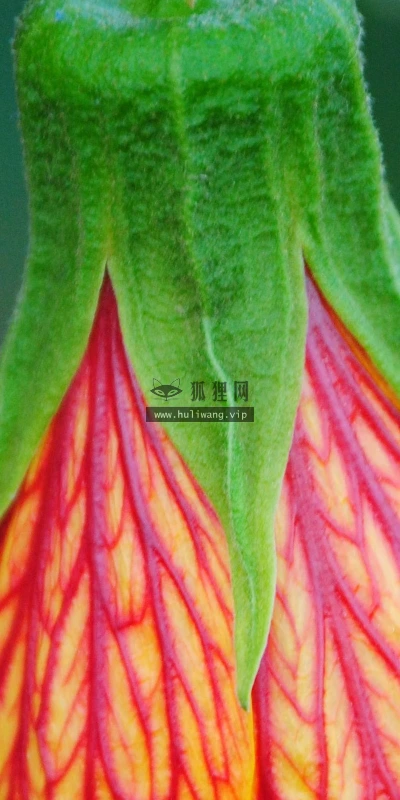 【24695】植物壁纸  2K 高清壁纸2560_1600@青蛙壁纸-笨猫小站