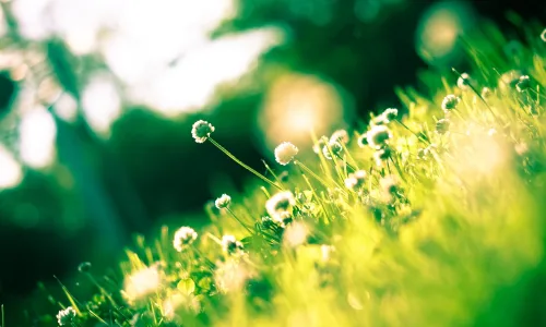 【24696】植物壁纸  2K 高清壁纸2560_1600@青蛙壁纸-笨猫小站