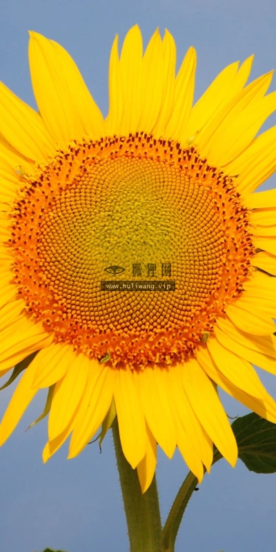 【24697】植物壁纸  2K 高清壁纸2560_1600@青蛙壁纸-笨猫小站
