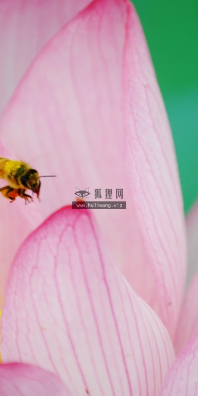 【24698】植物壁纸  2K 高清壁纸2560_1600@青蛙壁纸-笨猫小站