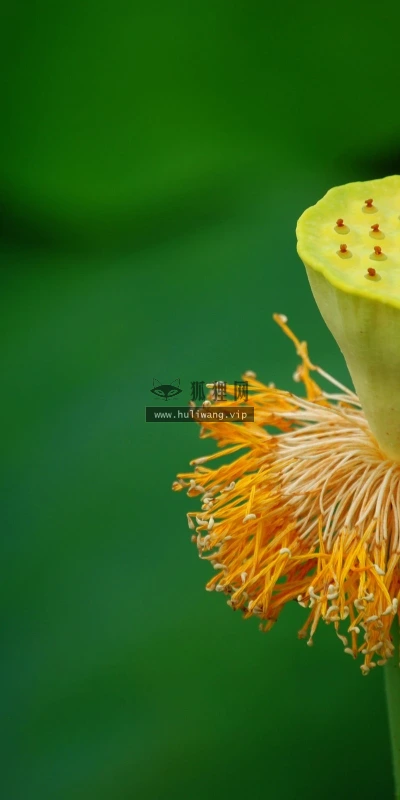 【24699】植物壁纸  2K 高清壁纸2560_1600@青蛙壁纸-笨猫小站