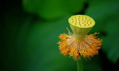 【24699】植物壁纸  2K 高清壁纸2560_1600@青蛙壁纸-笨猫小站