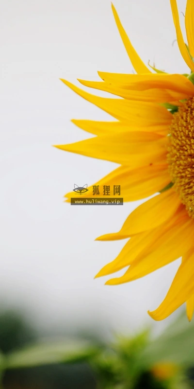 【24700】植物壁纸  2K 高清壁纸2560_1600@青蛙壁纸-笨猫小站