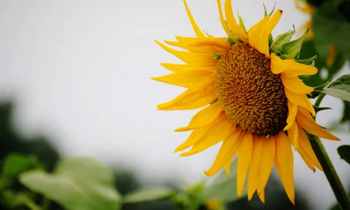 【24700】植物壁纸  2K 高清壁纸2560_1600@青蛙壁纸-笨猫小站