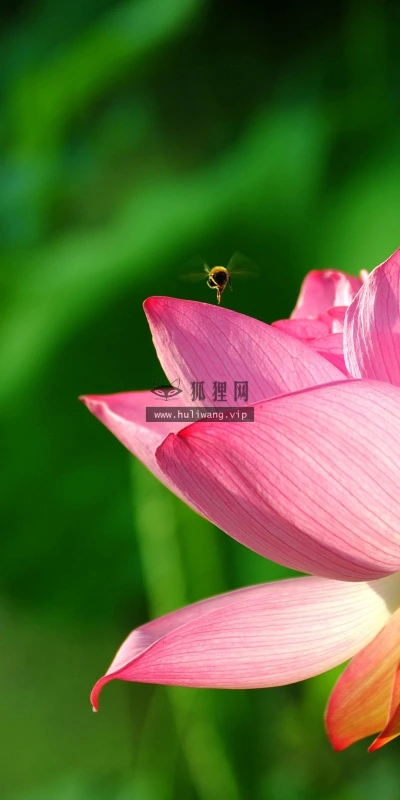 【24702】植物壁纸  2K 高清壁纸2560_1600@青蛙壁纸-笨猫小站