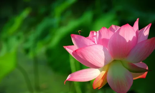 【24702】植物壁纸  2K 高清壁纸2560_1600@青蛙壁纸-笨猫小站