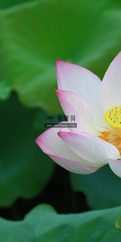 【24705】植物壁纸  2K 高清壁纸2560_1600@青蛙壁纸-笨猫小站
