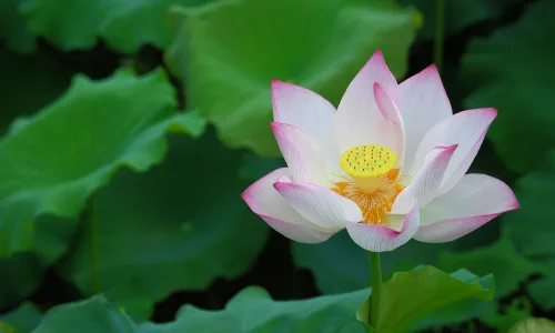 【24705】植物壁纸  2K 高清壁纸2560_1600@青蛙壁纸-笨猫小站