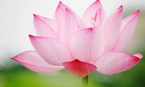 【24706】植物壁纸  2K 高清壁纸2560_1600@青蛙壁纸-笨猫小站