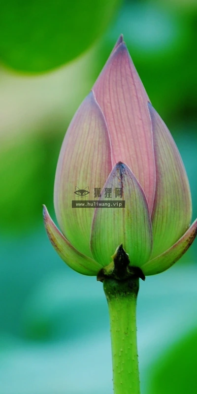 【24708】植物壁纸  2K 高清壁纸2560_1600@青蛙壁纸-笨猫小站