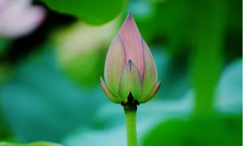 【24708】植物壁纸  2K 高清壁纸2560_1600@青蛙壁纸-笨猫小站