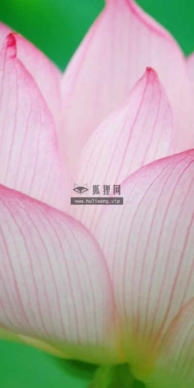 【24709】植物壁纸  2K 高清壁纸2560_1600@青蛙壁纸-笨猫小站