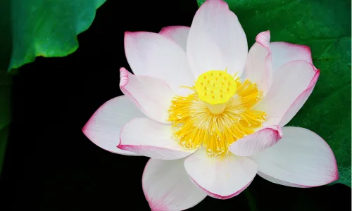 【24710】植物壁纸  2K 高清壁纸2560_1600@青蛙壁纸-笨猫小站