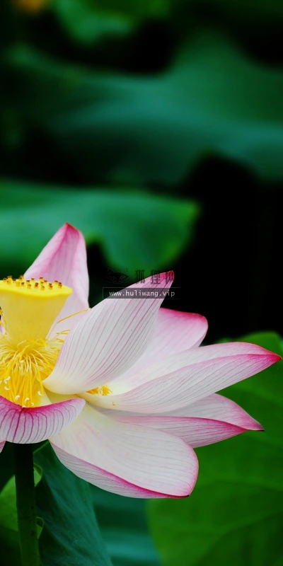 【24711】植物壁纸  2K 高清壁纸2560_1600@青蛙壁纸-笨猫小站
