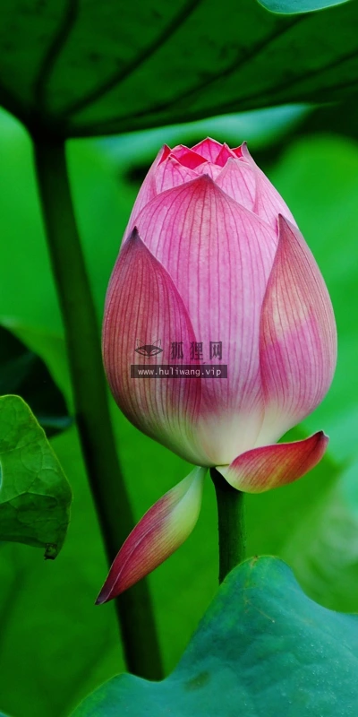 【24712】植物壁纸  2K 高清壁纸2560_1600@青蛙壁纸-笨猫小站