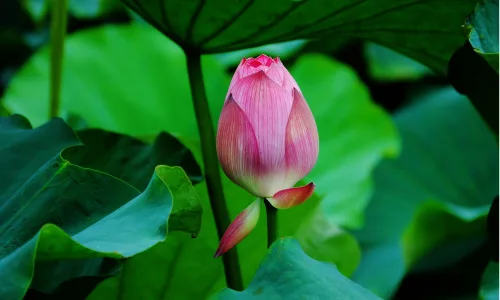 【24712】植物壁纸  2K 高清壁纸2560_1600@青蛙壁纸-笨猫小站