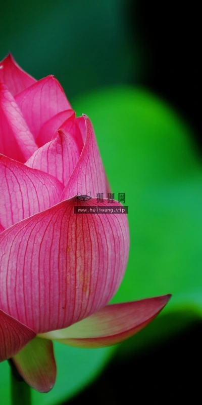 【24713】植物壁纸  2K 高清壁纸2560_1600@青蛙壁纸-笨猫小站