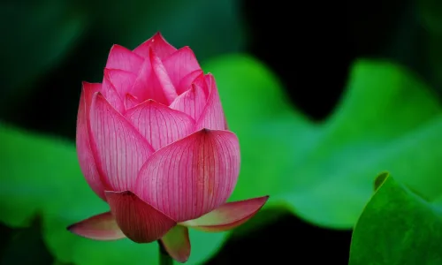 【24713】植物壁纸  2K 高清壁纸2560_1600@青蛙壁纸-笨猫小站