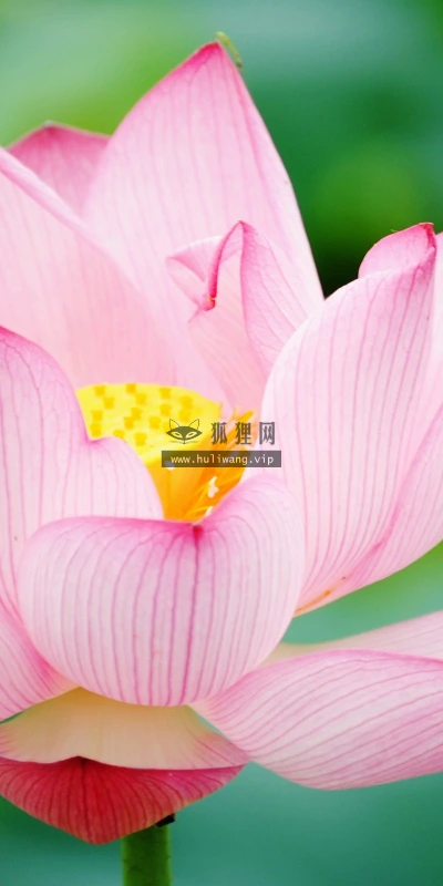 【24714】植物壁纸  2K 高清壁纸2560_1600@青蛙壁纸-笨猫小站