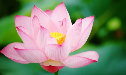 【24714】植物壁纸  2K 高清壁纸2560_1600@青蛙壁纸-笨猫小站