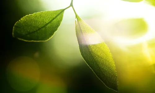 【24715】植物壁纸  2K 高清壁纸2560_1600@青蛙壁纸-笨猫小站