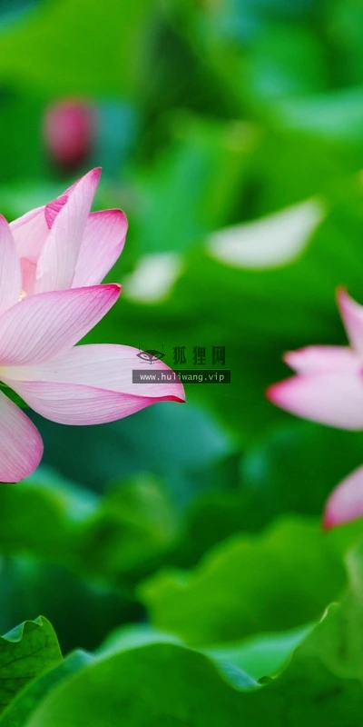 【24716】植物壁纸  2K 高清壁纸2560_1600@青蛙壁纸-笨猫小站
