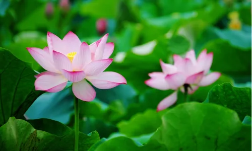 【24716】植物壁纸  2K 高清壁纸2560_1600@青蛙壁纸-笨猫小站