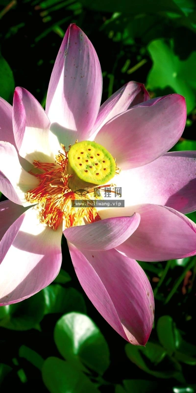 【24717】植物壁纸  2K 高清壁纸2560_1600@青蛙壁纸-笨猫小站