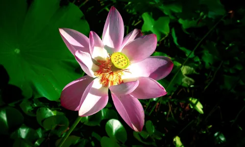 【24717】植物壁纸  2K 高清壁纸2560_1600@青蛙壁纸-笨猫小站