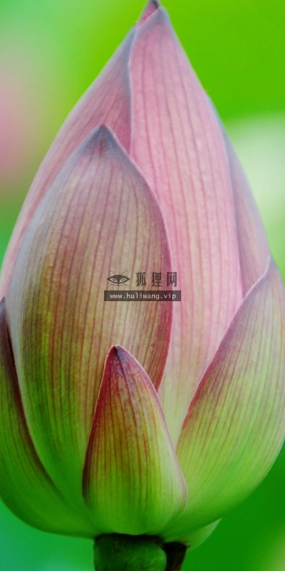 【24720】植物壁纸  2K 高清壁纸2560_1600@青蛙壁纸-笨猫小站