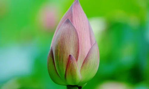 【24720】植物壁纸  2K 高清壁纸2560_1600@青蛙壁纸-笨猫小站